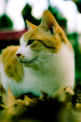 soku_07500.jpg :: 動物 哺乳類 猫 ネコ 
