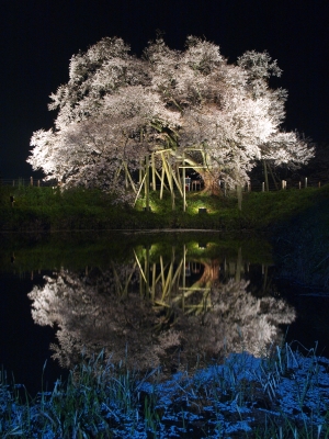 soku_07537.jpg :: 植物 花 桜 サクラ 夜景 