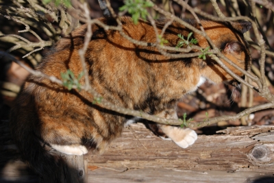 soku_07601.jpg :: 動物 哺乳類 猫 ネコ 江ノ島 