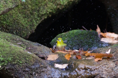 soku_07626.jpg :: 動物 鳥 野山の鳥 メジロ 