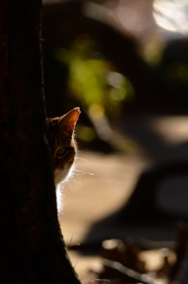 soku_07678.jpg :: 動物 哺乳類 猫 ネコ 