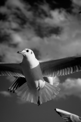 soku_07681.jpg :: 動物 鳥 鷗 カモメ ウミネコ モノクロ 