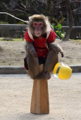 soku_07732.jpg :: 動物 哺乳類 猿 サル 猿回し 