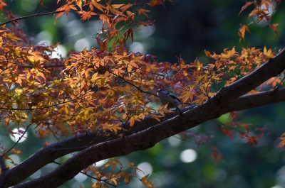 soku_07781.jpg :: 風景 自然 紅葉 動物 鳥 野山の鳥 