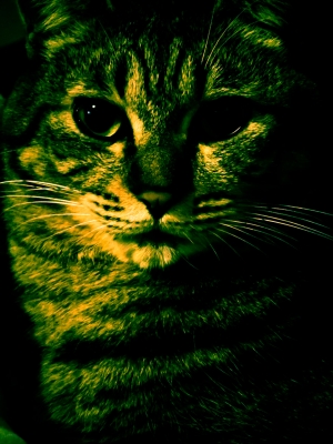 soku_07803.jpg :: 動物 哺乳類 猫 ネコ グラフィックス フォトアート 