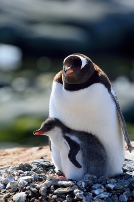 soku_07888.jpg :: ジェンツーペンギン 動物 鳥 ペンギン 
