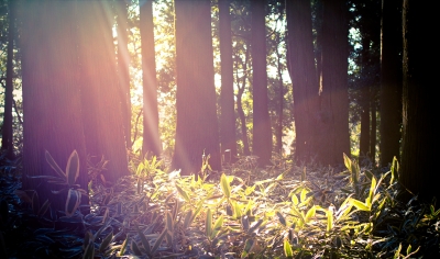 soku_07985.jpg :: 風景 自然 樹木 色 光 