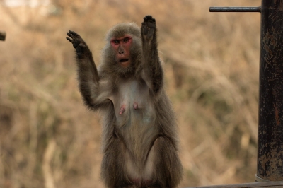 soku_08043.jpg :: 動物 哺乳類 猿 サル 日本モンキーパーク 