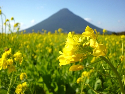 soku_08100.jpg :: 開聞岳 薩摩富士 風景 自然 山 概観 植物 花 菜の花 黄色 