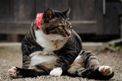 soku_08130.jpg :: 動物 哺乳類 猫 ネコ 