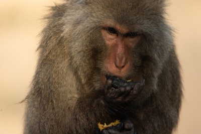 soku_08140.jpg :: 動物 哺乳類 猿 サル 日本モンキーパーク 夜食 