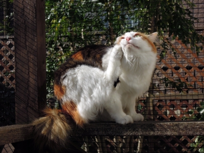 soku_08183.jpg :: 動物 哺乳類 猫 ネコ 