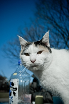 soku_08421.jpg :: 動物 哺乳類 猫 ネコ 