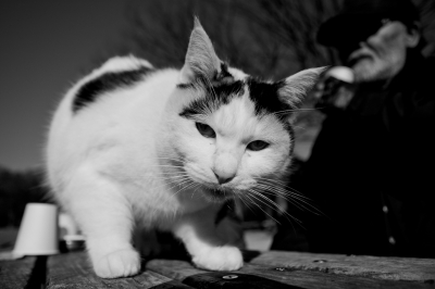soku_08430.jpg :: 動物 哺乳類 猫 ネコ 