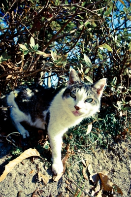 soku_08431.jpg :: 動物 哺乳類 猫 ネコ 