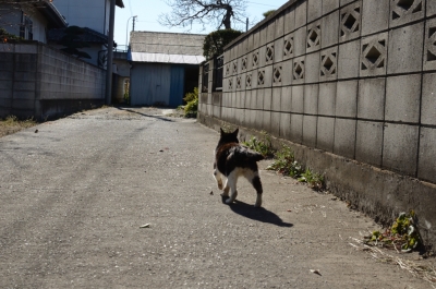 soku_08509.jpg :: 動物 哺乳類 猫 ネコ 野良猫 