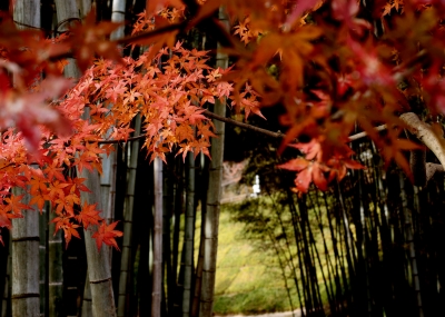 soku_08556.jpg :: 京都 鈴虫寺 風景 自然 森林 竹林 紅葉 