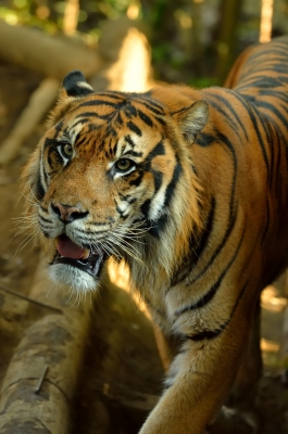 soku_08566.jpg :: 動物 哺乳類 虎 トラ 上野動物園 