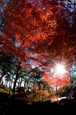 soku_08567.jpg :: 風景 自然 紅葉 季節はずれの紅葉 