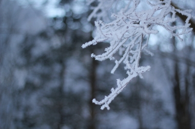soku_08574.jpg :: 植物 樹木 枝 着雪 樹氷 上高地 