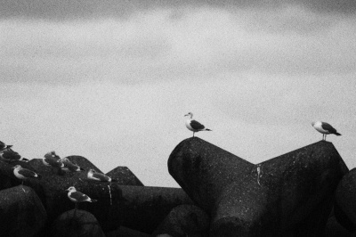 soku_08575.jpg :: 動物 鳥 鷗 カモメ ウミネコ テトラポット モノクロ 古写真風 