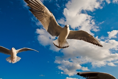 soku_08611.jpg :: 動物 鳥 鷗 カモメ ウミネコ 風景 自然 空 青空 