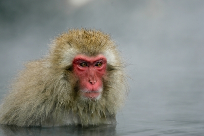 soku_08617.jpg :: 動物 哺乳類 猿 サル 風景 自然 温泉 地獄谷 