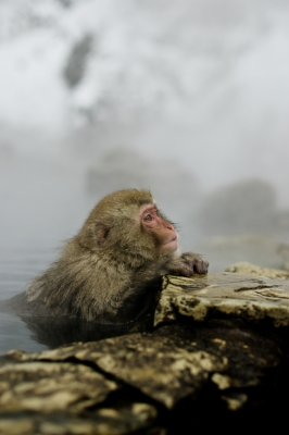 soku_08618.jpg :: 動物 哺乳類 猿 サル 風景 自然 温泉 地獄谷 