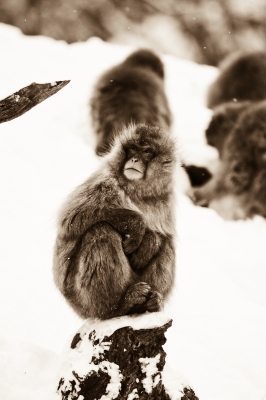 soku_08619.jpg :: 動物 哺乳類 猿 サル 風景 自然 雪 地獄谷 