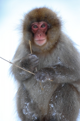 soku_08669.jpg :: 動物 哺乳類 猿 サル 温泉 雪 by 地獄谷 