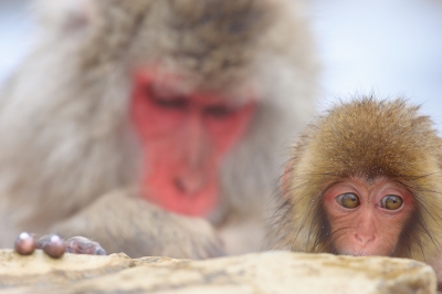soku_08672.jpg :: 動物 哺乳類 猿 サル 温泉 雪 by 地獄谷 