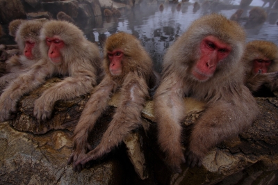 soku_08677.jpg :: 動物 哺乳類 猿 サル 温泉 雪 by 地獄谷 