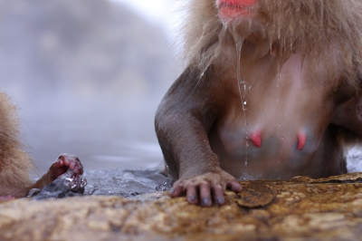 soku_08678.jpg :: 動物 哺乳類 猿 サル 温泉 雪 by 地獄谷 