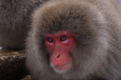 soku_08699.jpg :: 動物 哺乳類 猿 サル 温泉 雪 by 地獄谷 