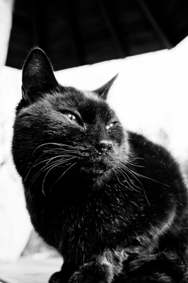 soku_08714.jpg :: 動物 哺乳類 猫 ネコ 黒猫 