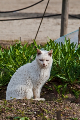 soku_08715.jpg :: 動物 哺乳類 猫 ネコ 白猫 