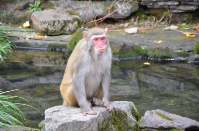 soku_08755.jpg :: 動物 哺乳類 猿 サル 中国 