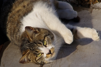 soku_08842.jpg :: 動物 哺乳類 猫 ネコ 