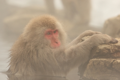 soku_08902.jpg :: 動物 哺乳類 猿 サル 温泉 雪 by 地獄谷 