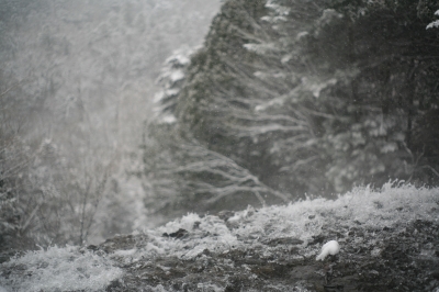 soku_08943.jpg :: 風景 自然 雪景色 雪山 日光 