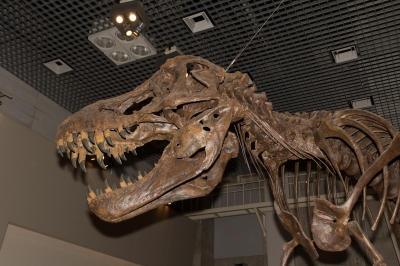 soku_09004.jpg :: ティラノサウルス 建築 建造物 博物館 恐竜 