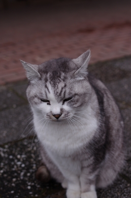 soku_09005.jpg :: ぬこ 動物 哺乳類 猫 ネコ 