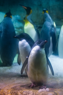soku_09010.jpg :: 動物 鳥 ペンギン 水族館 