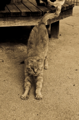 soku_09049.jpg :: 動物 哺乳類 猫 ネコ 