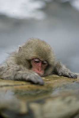 soku_09146.jpg :: 動物 哺乳類 猿 サル 温泉 雪 by 地獄谷 