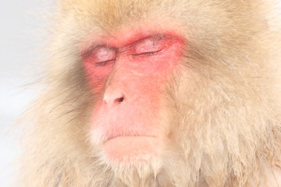 soku_09157.jpg :: 動物 哺乳類 猿 サル 温泉 雪 by 地獄谷 
