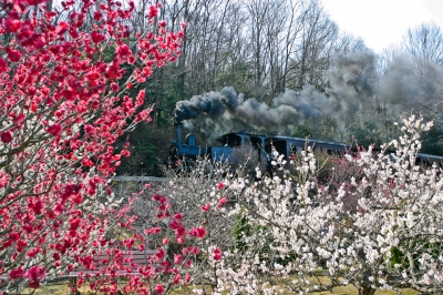 soku_09179.jpg :: 風景 自然 花 梅 乗り物 交通 鉄道 蒸気機関車 