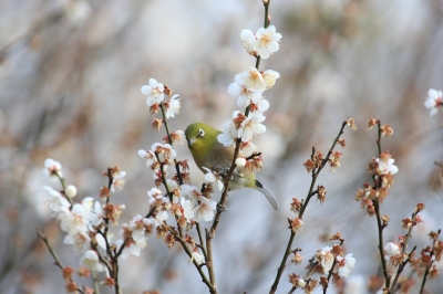 soku_09210.jpg :: 動物 鳥 野山の鳥 メジロ by Atami 