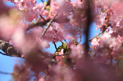 soku_09212.jpg :: 動物 鳥 野山の鳥 メジロ 植物 花 桜 サクラ by Kawazu 