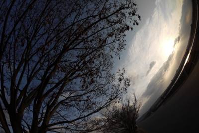 soku_09253.jpg :: 風景 自然 空 樹木 魚眼レンズ フィッシュアイレンズ 
